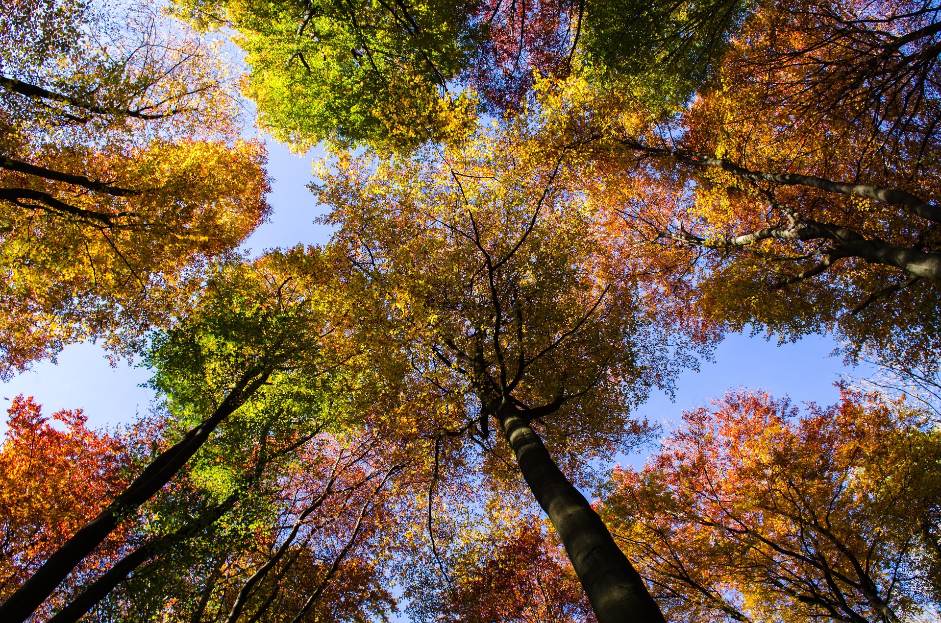 Tall trees with colorful autumn leaves in red, yellow, orange, and green create a serene forest bathing experience, viewed from below with a bright blue sky peeking through the canopy.